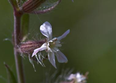 Fotografia da espécie Silene gallica