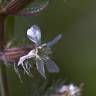 Fotografia 17 da espécie Silene gallica do Jardim Botânico UTAD