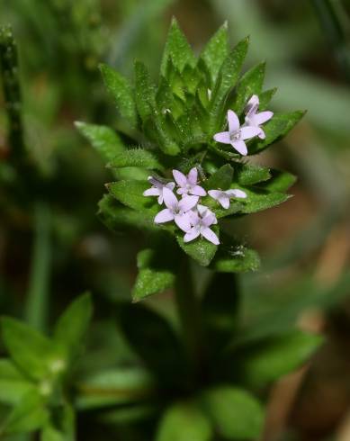 Fotografia de capa Sherardia arvensis - do Jardim Botânico