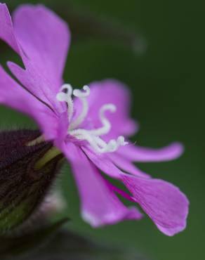 Fotografia 6 da espécie Silene dioica no Jardim Botânico UTAD