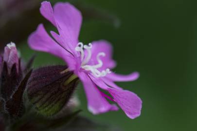 Fotografia da espécie Silene dioica