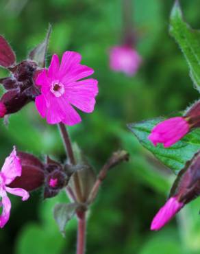 Fotografia 7 da espécie Silene dioica no Jardim Botânico UTAD