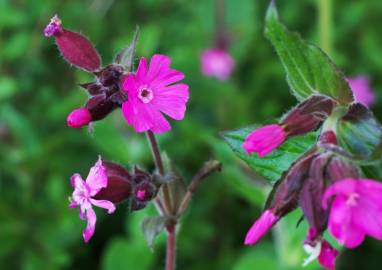 Fotografia da espécie Silene dioica