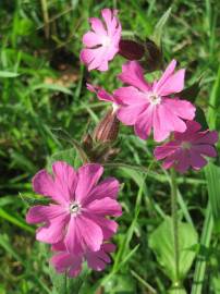 Fotografia da espécie Silene dioica