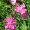 Fotografia 8 da espécie Silene dioica do Jardim Botânico UTAD