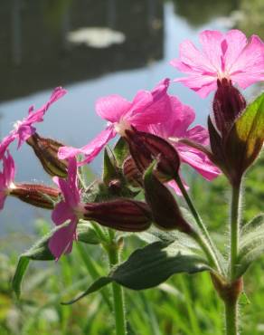 Fotografia 9 da espécie Silene dioica no Jardim Botânico UTAD