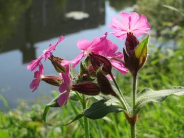 Fotografia da espécie Silene dioica