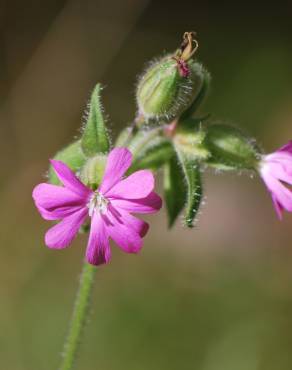 Fotografia 10 da espécie Silene dioica no Jardim Botânico UTAD