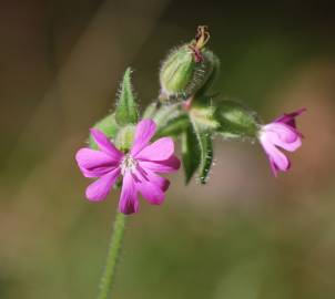 Fotografia da espécie Silene dioica