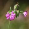 Fotografia 10 da espécie Silene dioica do Jardim Botânico UTAD