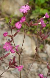 Fotografia da espécie Silene dioica