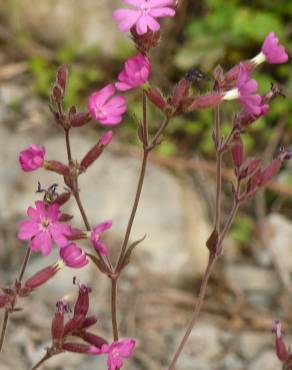 Fotografia 12 da espécie Silene dioica no Jardim Botânico UTAD