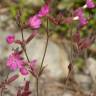 Fotografia 12 da espécie Silene dioica do Jardim Botânico UTAD