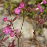 Fotografia 12 da espécie Silene dioica do Jardim Botânico UTAD