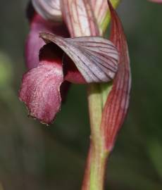 Fotografia da espécie Serapias lingua