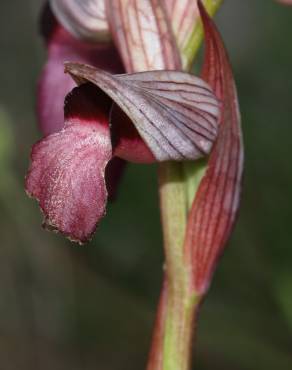 Fotografia 7 da espécie Serapias lingua no Jardim Botânico UTAD