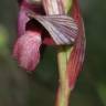 Fotografia 7 da espécie Serapias lingua do Jardim Botânico UTAD