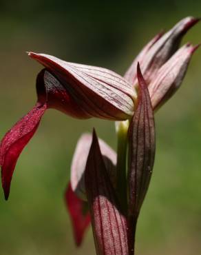 Fotografia 11 da espécie Serapias lingua no Jardim Botânico UTAD