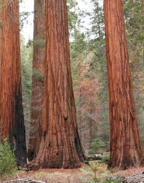 Fotografia 6 da espécie Sequoiadendron giganteum no Jardim Botânico UTAD