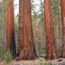 Fotografia 6 da espécie Sequoiadendron giganteum do Jardim Botânico UTAD