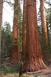 Fotografia da espécie Sequoiadendron giganteum