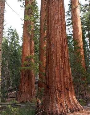 Fotografia 7 da espécie Sequoiadendron giganteum no Jardim Botânico UTAD