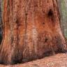 Fotografia 8 da espécie Sequoiadendron giganteum do Jardim Botânico UTAD