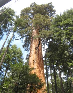 Fotografia 10 da espécie Sequoiadendron giganteum no Jardim Botânico UTAD