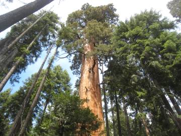 Fotografia da espécie Sequoiadendron giganteum