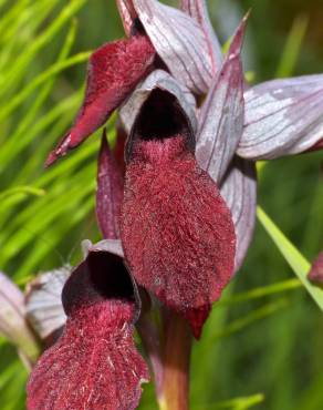 Fotografia 1 da espécie Serapias cordigera no Jardim Botânico UTAD