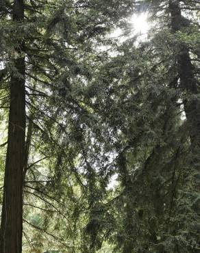 Fotografia 6 da espécie Sequoia sempervirens no Jardim Botânico UTAD