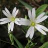 Fotografia 9 da espécie Stellaria holostea do Jardim Botânico UTAD