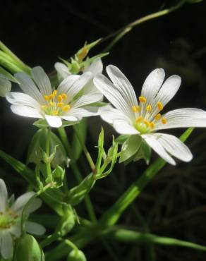 Fotografia 10 da espécie Stellaria holostea no Jardim Botânico UTAD