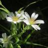 Fotografia 10 da espécie Stellaria holostea do Jardim Botânico UTAD