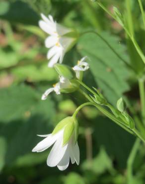 Fotografia 11 da espécie Stellaria holostea no Jardim Botânico UTAD