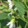 Fotografia 11 da espécie Stellaria holostea do Jardim Botânico UTAD