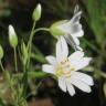 Fotografia 12 da espécie Stellaria holostea do Jardim Botânico UTAD