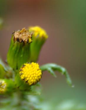 Fotografia 5 da espécie Senecio vulgaris no Jardim Botânico UTAD