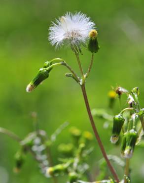 Fotografia 6 da espécie Senecio vulgaris no Jardim Botânico UTAD