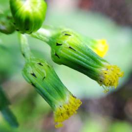 Fotografia da espécie Senecio vulgaris