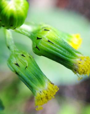 Fotografia 7 da espécie Senecio vulgaris no Jardim Botânico UTAD