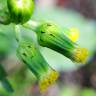 Fotografia 7 da espécie Senecio vulgaris do Jardim Botânico UTAD