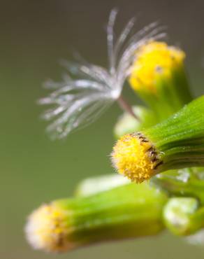 Fotografia 8 da espécie Senecio vulgaris no Jardim Botânico UTAD