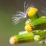 Fotografia 8 da espécie Senecio vulgaris do Jardim Botânico UTAD