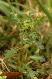 Fotografia da espécie Senecio vulgaris