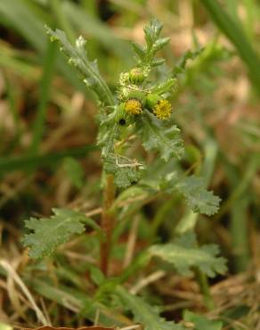 Fotografia 9 da espécie Senecio vulgaris no Jardim Botânico UTAD