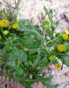 Fotografia 10 da espécie Senecio vulgaris no Jardim Botânico UTAD