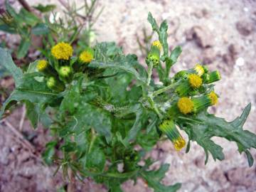 Fotografia da espécie Senecio vulgaris