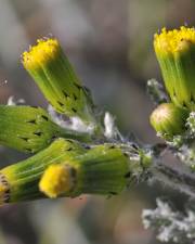 Fotografia da espécie Senecio vulgaris