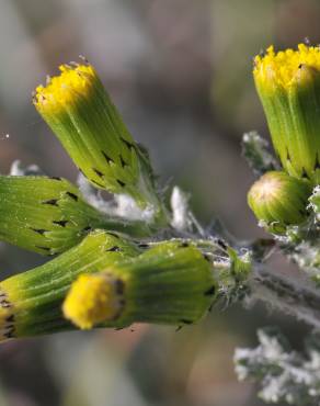 Fotografia 1 da espécie Senecio vulgaris no Jardim Botânico UTAD